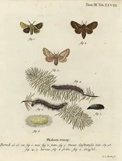 Esper: Ground lackey moth, Malacosoma castrense