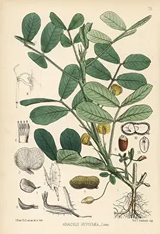Peanut: Ground nut, peanut or oil nut, Arachis hypogaea