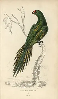 Lauder: Ground parrot, Pezoporus wallicus