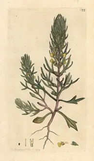 Ajuga: Ground pine, Ajuga chamaepitys