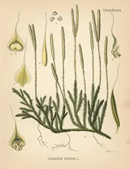 Kohler: Ground pine, Lycopodium clavatum