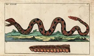 Wilhelms: Ground rattlesnake, Sistrurus miliarius