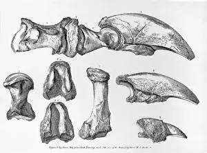 Prehistory: Ground Sloth Bones, Megalonyx jeffersonii