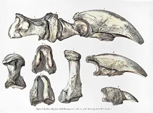 Prehistory: Ground Sloth Bones, Megalonyx jeffersonii