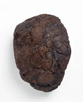 Sloth: Ground sloth droppings or coprolite