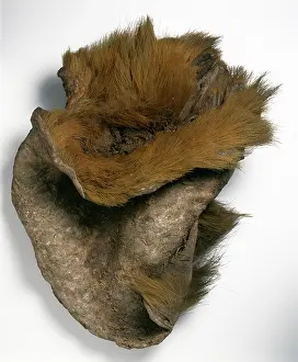 Sloth: Ground sloth skin