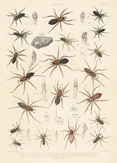 Arachnology: Ground spiders