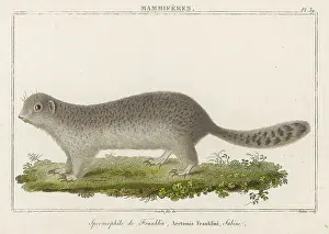 Franklins: GROUND SQUIRREL