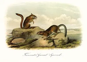 Townsends: Ground Squirrels