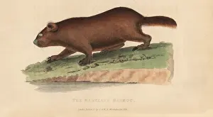Marmot: Groundhog, Marmota monax