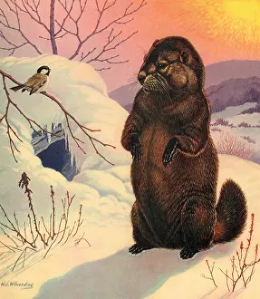 Sees: Groundhog Sees Shadow