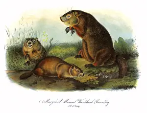 Amid: Three Groundhogs