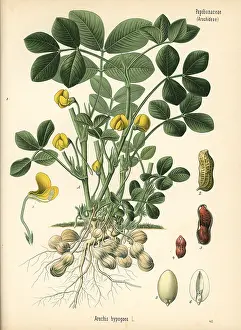 Peanut: Groundnut or peanut, Arachis hypogaea