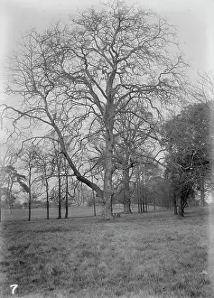 Coppice: Grounds of Royal Alfred Seamen's Home