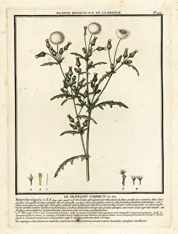 Groundsel: Groundsel, Senecio vulgaris