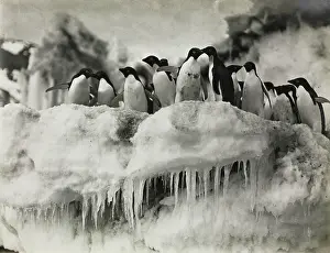 Levick: Group of Adeliee Penguins, Cape Adare