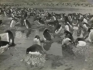 Levick: Group of Adeliee Penguins, Cape Adare