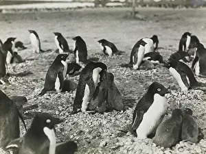 Levick: Group of Adeliee Penguins feeding their young