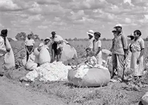 Cropper: Group of African-American Farm Workers Standing at Edge of