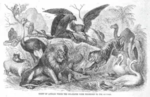 Kosher: Group of Animals the Israelites were forbidden to eat