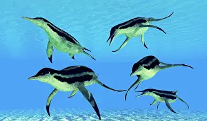 Plesiosaur: A group of aquatic Dolichorhynchops in Cretaceous seas