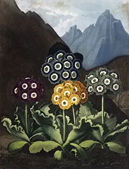 Primulaceae: A Group of Auriculas