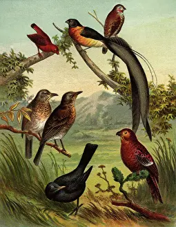 Lyrebird: Group of Birds