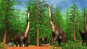 Rearing: Group of Brachiosaurus dinosaurs grazing on tree tops