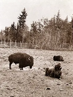 Dott: Group of Buffalo, Dott Island, Yellowstone ?