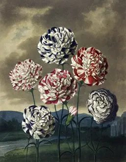 Variegated: A Group of Carnations