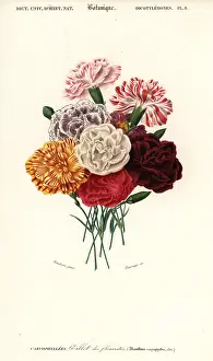 Louis Joseph Edouard Maubert: Group of carnations, Dianthus caryophyllus
