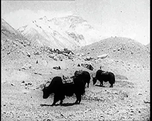 Himalayas: A Group of Cattle in the Himalayas