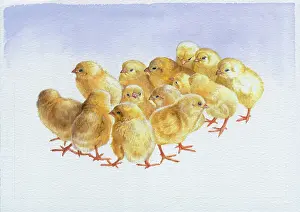 Margery: Group of Chicks ? 14 chicks