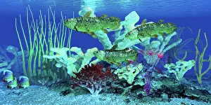 Ugliness: A group of Coelacanth fish swim over a nearby