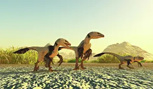 Dromaeosaurid: A group of Dakotaraptor dinosaurs from the Cretaceous