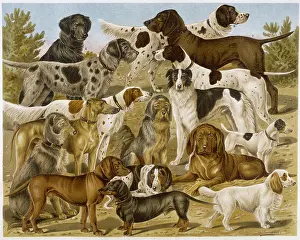 Setters: GROUP OF MANY DOGS