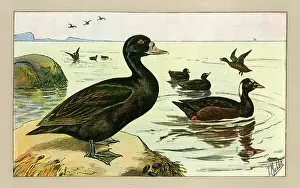 Mahler: Group of ducks