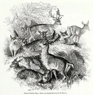Group of fallow deer