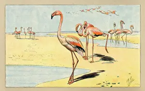Flamingo: Group of flamingoes