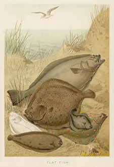 Turbot: A GROUP OF FLAT FISH