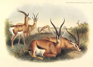 Gazelles: Group of Gazelles