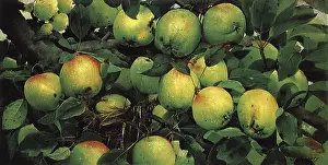 Bough: Group of Green Apples