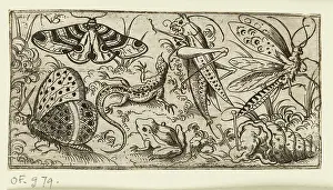 Solis: Group of insects and animals on a plain ground with grass