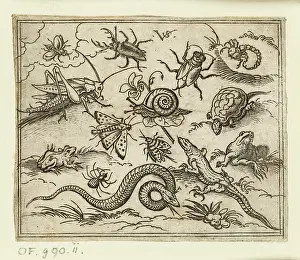 Solis: Group of insects and reptiles on plain ground with rocks