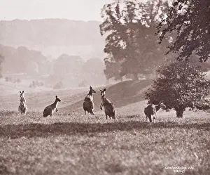 Theria: Group of Kangaroos by Gambier Bolton