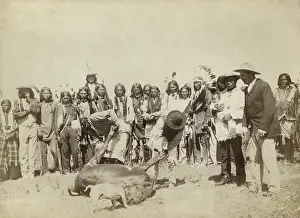 Lakota: Group of Lakota skinning cattle, during meat rations