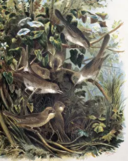 Sylviidae: Group of Lesser Whitethroats. Engraving after