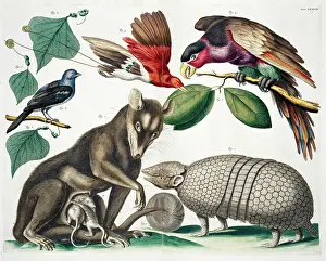 Marsupialia: A group of mammals and birds