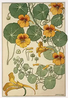 Grouping: A Group of Nasturtium Flowers