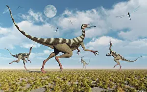 Ornithomimosaur: A group of Pelecanimimus dinosaurs chasing dragonflies